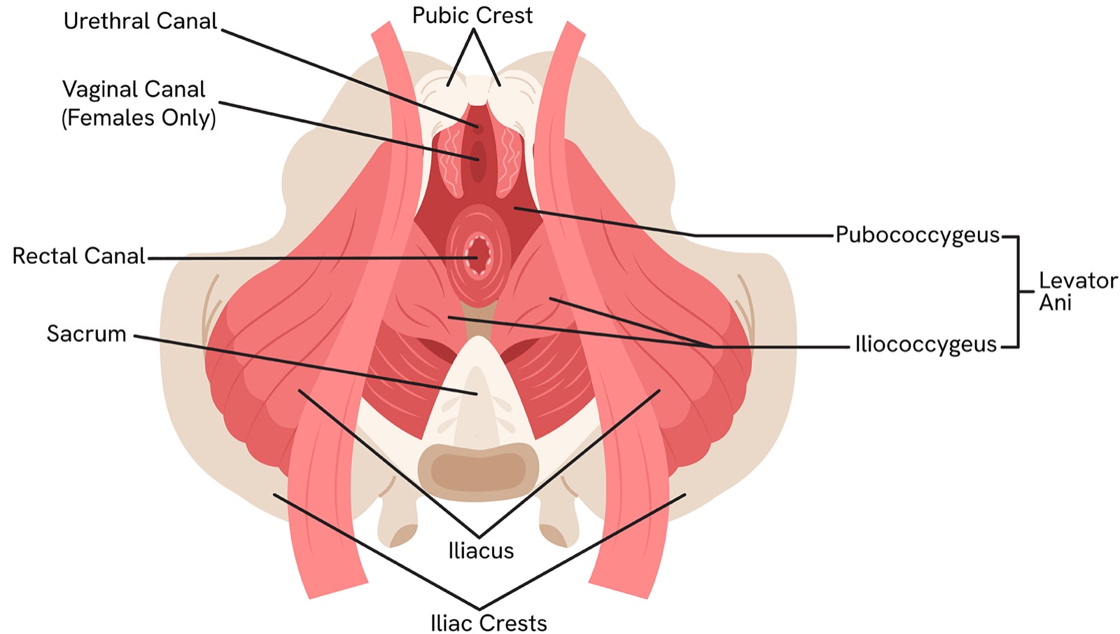 Balance and the pelvic floor