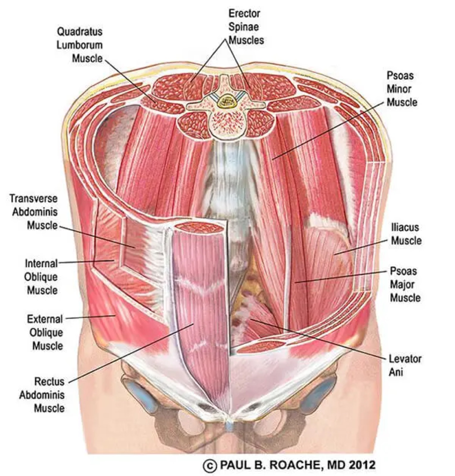 Balance and the pelvic floor